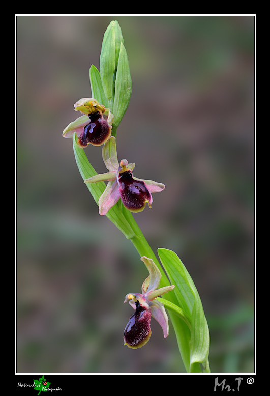 Ophrys sconosciuta....aiuto nel riconoscimento!